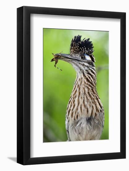 Greater Roadrunner (Geococcyx Californianus) with Nuptial Gift Calling Mate-Claudio Contreras-Framed Photographic Print