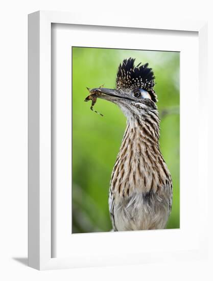 Greater Roadrunner (Geococcyx Californianus) with Nuptial Gift Calling Mate-Claudio Contreras-Framed Photographic Print