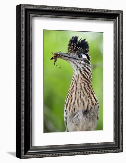 Greater Roadrunner (Geococcyx Californianus) with Nuptial Gift Calling Mate-Claudio Contreras-Framed Photographic Print