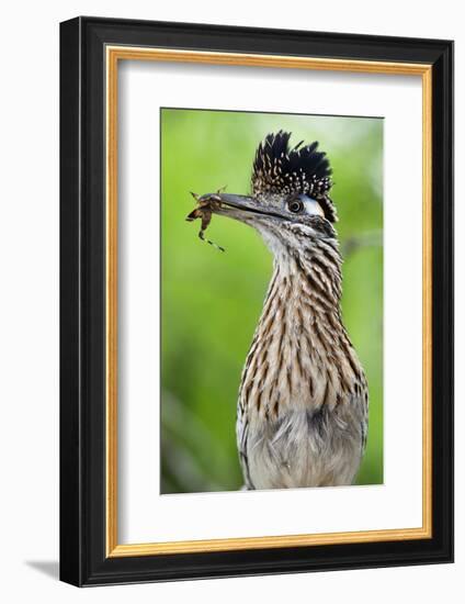 Greater Roadrunner (Geococcyx Californianus) with Nuptial Gift Calling Mate-Claudio Contreras-Framed Photographic Print