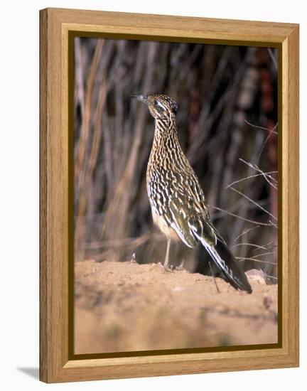 Greater Roadrunner, New Mexico-Elizabeth DeLaney-Framed Premier Image Canvas