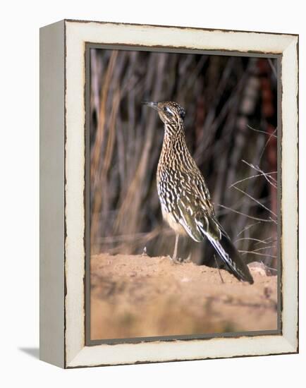 Greater Roadrunner, New Mexico-Elizabeth DeLaney-Framed Premier Image Canvas