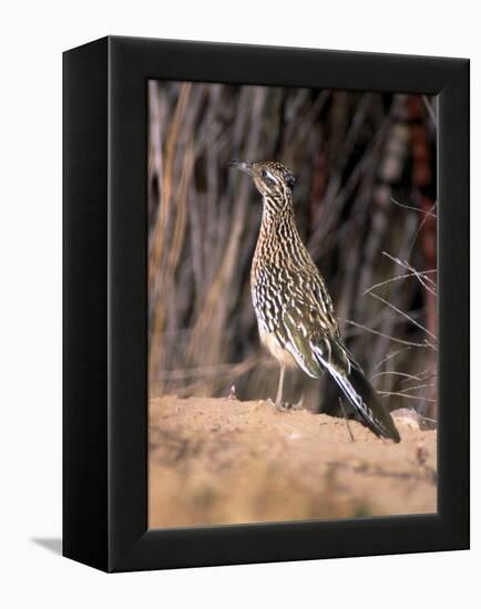 Greater Roadrunner, New Mexico-Elizabeth DeLaney-Framed Premier Image Canvas