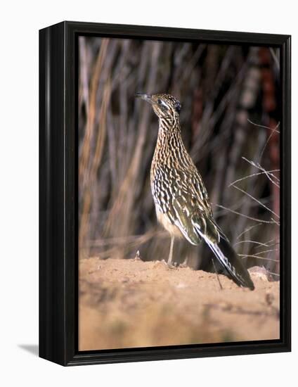 Greater Roadrunner, New Mexico-Elizabeth DeLaney-Framed Premier Image Canvas