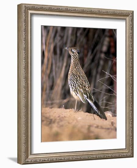 Greater Roadrunner, New Mexico-Elizabeth DeLaney-Framed Photographic Print