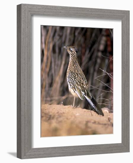 Greater Roadrunner, New Mexico-Elizabeth DeLaney-Framed Photographic Print