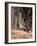 Greater Roadrunner, New Mexico-Elizabeth DeLaney-Framed Photographic Print