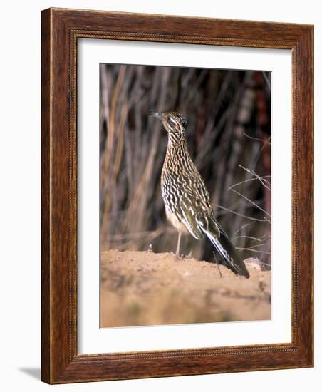 Greater Roadrunner, New Mexico-Elizabeth DeLaney-Framed Photographic Print