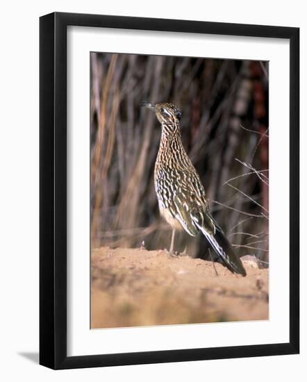 Greater Roadrunner, New Mexico-Elizabeth DeLaney-Framed Photographic Print