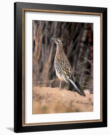 Greater Roadrunner, New Mexico-Elizabeth DeLaney-Framed Photographic Print