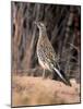 Greater Roadrunner, New Mexico-Elizabeth DeLaney-Mounted Photographic Print