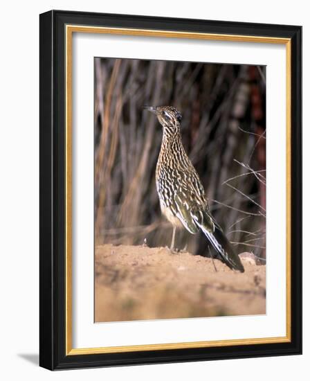 Greater Roadrunner, New Mexico-Elizabeth DeLaney-Framed Photographic Print