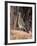 Greater Roadrunner, New Mexico-Elizabeth DeLaney-Framed Photographic Print