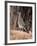 Greater Roadrunner, New Mexico-Elizabeth DeLaney-Framed Photographic Print