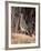 Greater Roadrunner, New Mexico-Elizabeth DeLaney-Framed Photographic Print