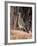 Greater Roadrunner, New Mexico-Elizabeth DeLaney-Framed Photographic Print