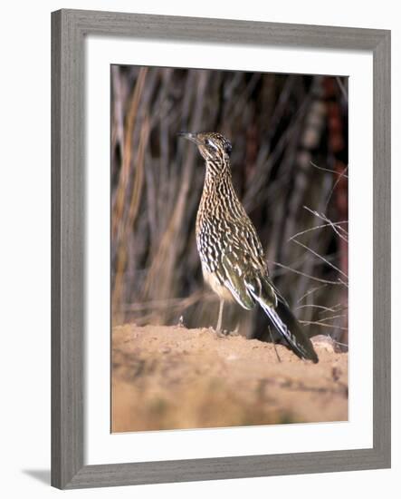 Greater Roadrunner, New Mexico-Elizabeth DeLaney-Framed Photographic Print