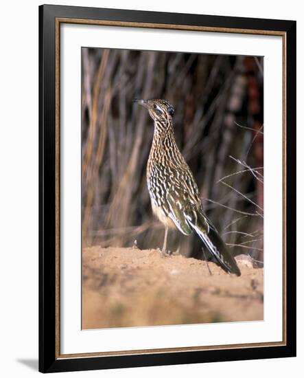 Greater Roadrunner, New Mexico-Elizabeth DeLaney-Framed Photographic Print