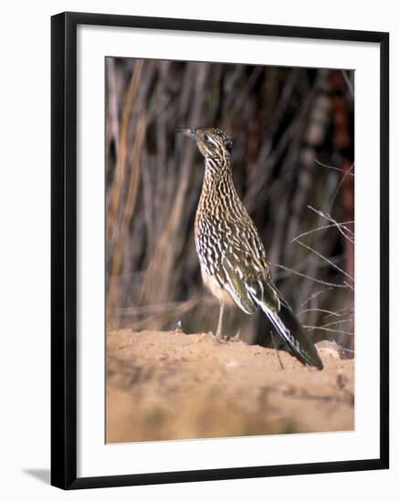 Greater Roadrunner, New Mexico-Elizabeth DeLaney-Framed Photographic Print