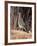 Greater Roadrunner, New Mexico-Elizabeth DeLaney-Framed Photographic Print