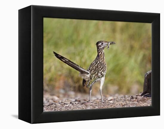 Greater Roadrunner, Texas, USA-Larry Ditto-Framed Premier Image Canvas