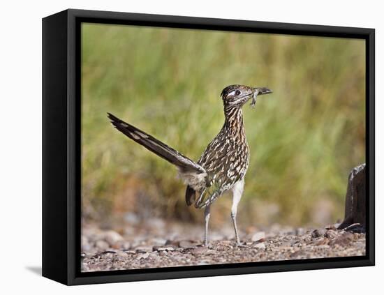 Greater Roadrunner, Texas, USA-Larry Ditto-Framed Premier Image Canvas