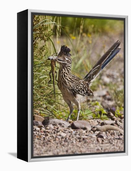 Greater Roadrunner, Texas, USA-Larry Ditto-Framed Premier Image Canvas