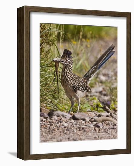 Greater Roadrunner, Texas, USA-Larry Ditto-Framed Photographic Print