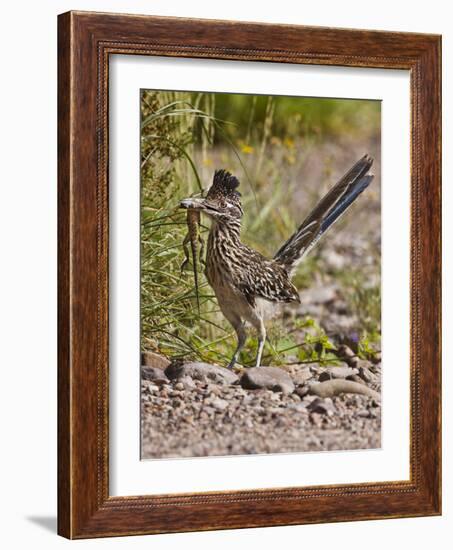 Greater Roadrunner, Texas, USA-Larry Ditto-Framed Photographic Print