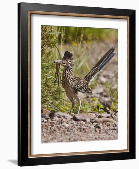 Greater Roadrunner, Texas, USA-Larry Ditto-Framed Photographic Print