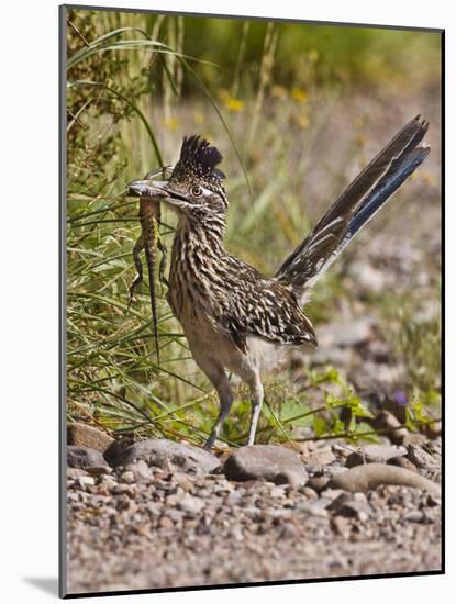 Greater Roadrunner, Texas, USA-Larry Ditto-Mounted Photographic Print