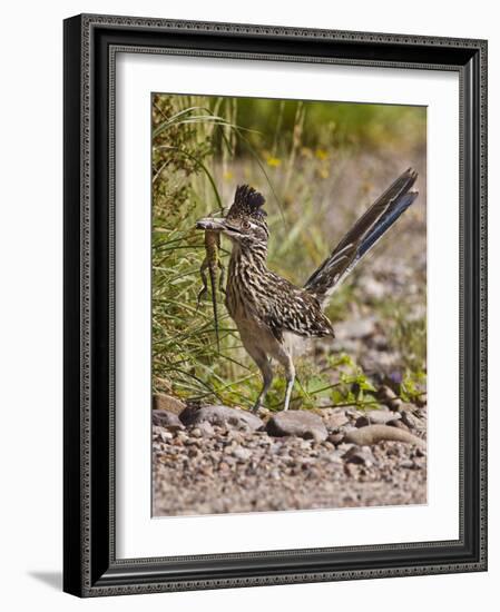 Greater Roadrunner, Texas, USA-Larry Ditto-Framed Photographic Print