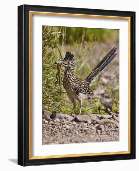 Greater Roadrunner, Texas, USA-Larry Ditto-Framed Photographic Print