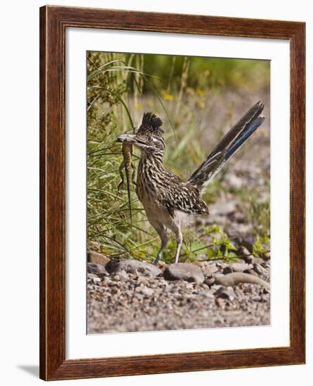 Greater Roadrunner, Texas, USA-Larry Ditto-Framed Photographic Print