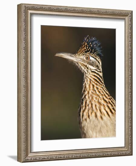 Greater Roadrunner, Texas, USA-Larry Ditto-Framed Photographic Print