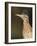 Greater Roadrunner, Texas, USA-Larry Ditto-Framed Photographic Print