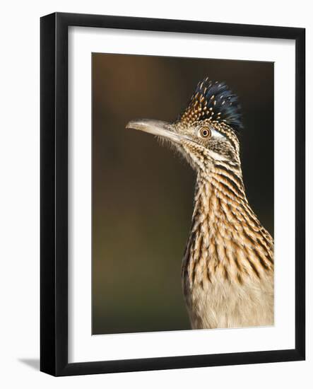 Greater Roadrunner, Texas, USA-Larry Ditto-Framed Photographic Print