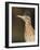 Greater Roadrunner, Texas, USA-Larry Ditto-Framed Photographic Print