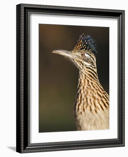 Greater Roadrunner, Texas, USA-Larry Ditto-Framed Photographic Print