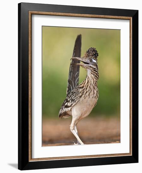 Greater Roadrunner, Texas, USA-Larry Ditto-Framed Photographic Print