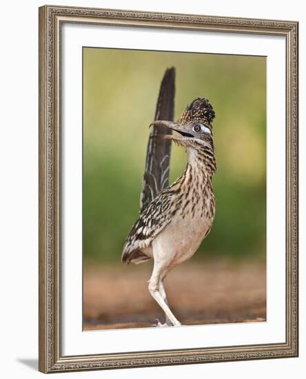 Greater Roadrunner, Texas, USA-Larry Ditto-Framed Photographic Print