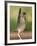 Greater Roadrunner, Texas, USA-Larry Ditto-Framed Photographic Print