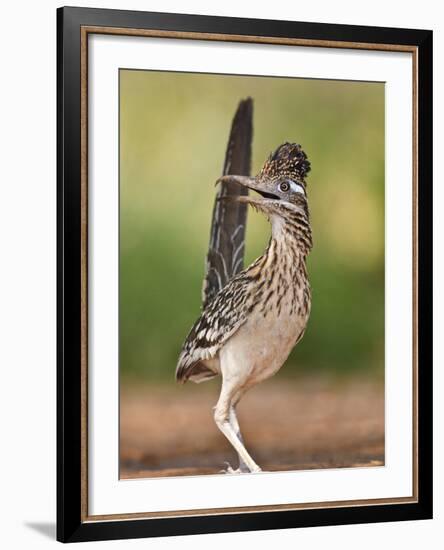 Greater Roadrunner, Texas, USA-Larry Ditto-Framed Photographic Print