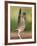 Greater Roadrunner, Texas, USA-Larry Ditto-Framed Photographic Print