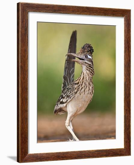 Greater Roadrunner, Texas, USA-Larry Ditto-Framed Photographic Print