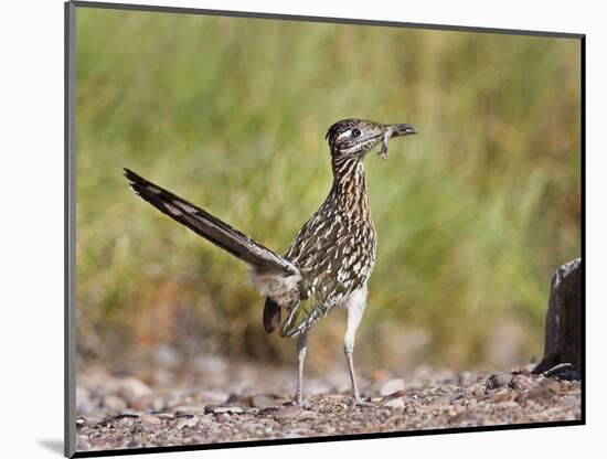 Greater Roadrunner, Texas, USA-Larry Ditto-Mounted Photographic Print