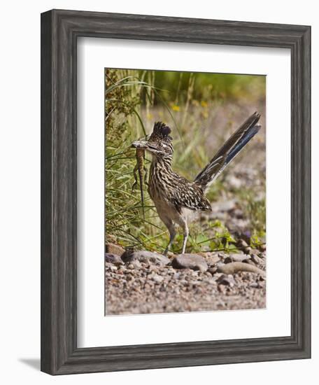 Greater Roadrunner, Texas, USA-Larry Ditto-Framed Photographic Print