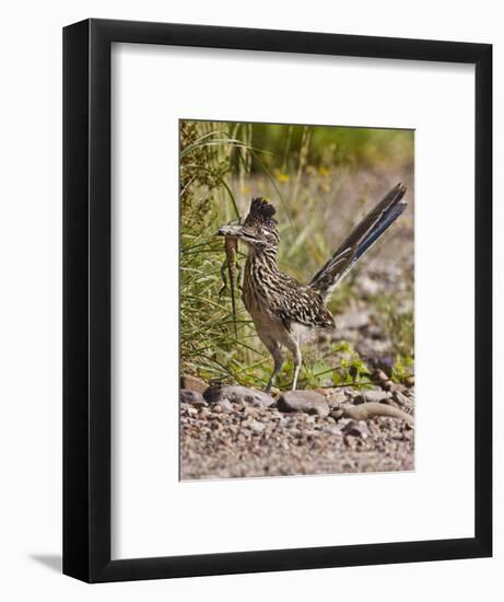 Greater Roadrunner, Texas, USA-Larry Ditto-Framed Photographic Print