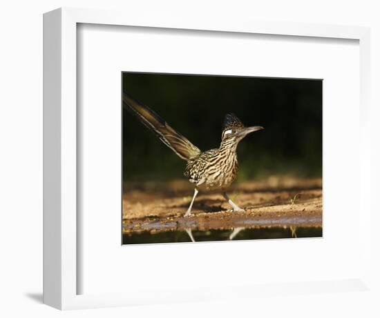 Greater Roadrunner, Texas, USA-Larry Ditto-Framed Photographic Print