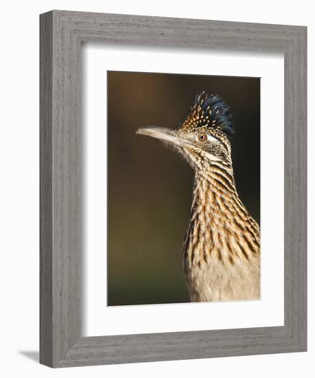 Greater Roadrunner, Texas, USA-Larry Ditto-Framed Photographic Print